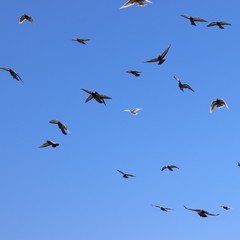 flock of birds in the sky