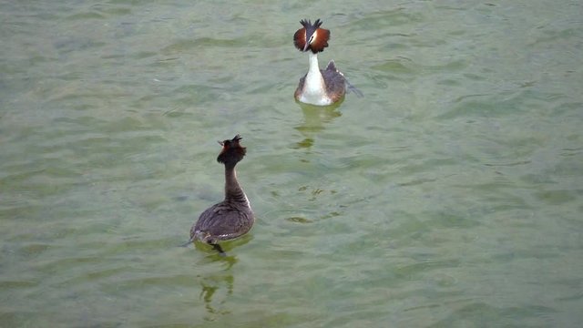 A crested grebe couple perform their mating ritual on the shores of the upper Zurich Lake (Obersee) near Rapperswil, Sankt Gallem, Switzerland