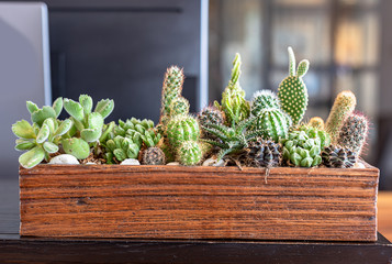 Many small cactus in different shape .