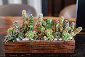 Many small cactus in different shape .