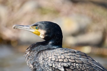 エメラルドグリーンの瞳
