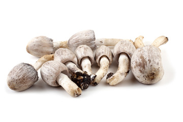 Coprinopsis atramentaria (Inky cap). Chinese medicine use this mushroom. Incompatible with alcohol.