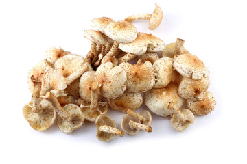 Honey agaric mushrooms (Pholiota squarrosa variety)