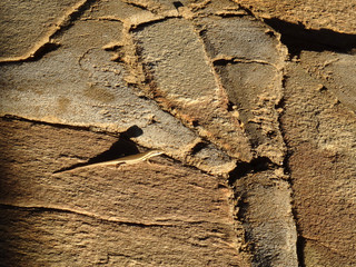 Trachylepis striata wahlbergi