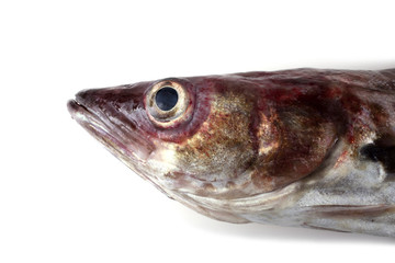 Alaska pollock