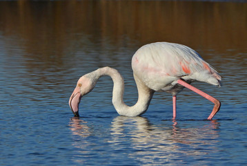 pink flamingo feeding in the lake © nico99