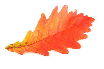Autumn oak leaf
