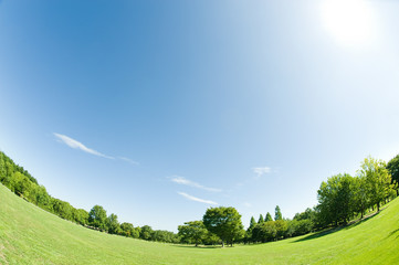 太陽と青空と草原と新緑の樹
