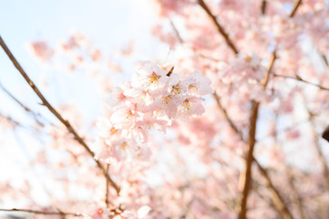 入学式や卒業式に使いやすい桜のバナー素材マクロ