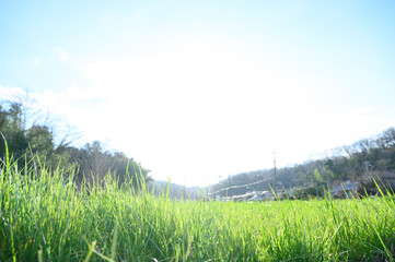 Backlit wide-angle lawn reminiscent of breeding and growth