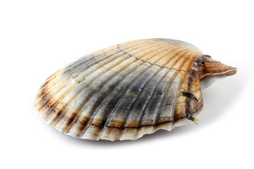 Scallop