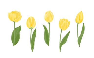 Set of yellow tulips of different shapes. Beautiful blooming spring flowers, buds, green leaves and stems isolated on a white background. Vector illustration in cartoon flat style.