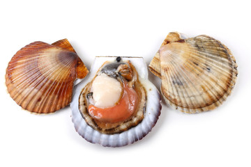Scallops