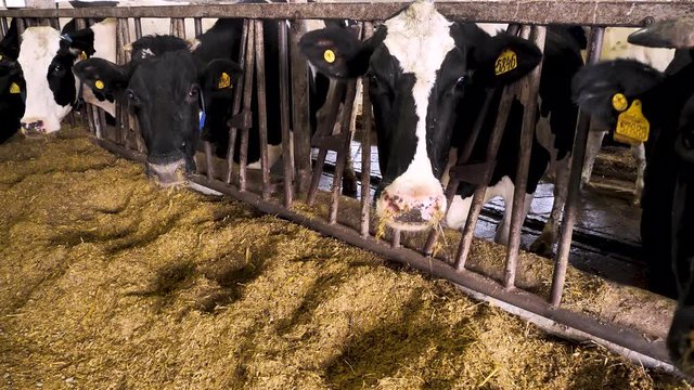 Cows eats hay in the cowshed barn