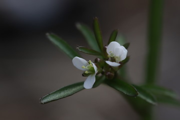 タネツケバナの白い花