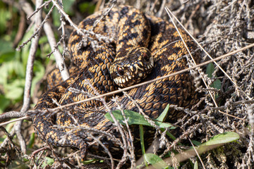 The viper (Vipera berus) is a venomous snake belonging to the family vipers (Viperidae). The snake...