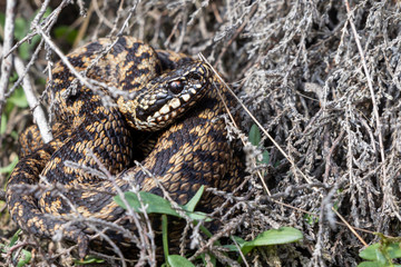 Vipera berus, The viper (Vipera berus) is a venomous snake belonging to the family vipers...