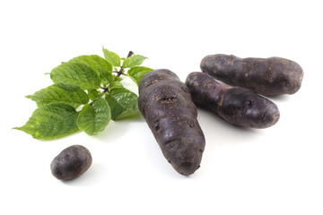 Violet French potato 