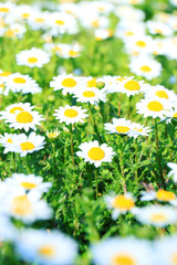 クリサンセマム