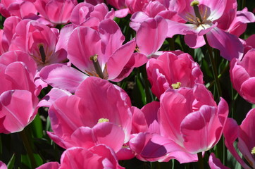 Obraz premium Side view of many vivid pink tulips and white pansies in a garden in a sunny spring day, beautiful outdoor floral background photographed with soft focus