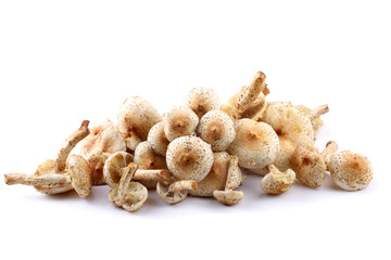 Honey agaric mushrooms (Pholiota squarrosa variety)