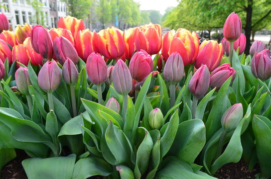 Side view of many red pink tulips in a garden pot on a bridge on a canal in Amsterdam city, in a sunny spring day, beautiful outdoor floral background photographed with soft focus