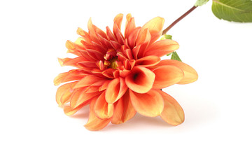 Orange dahlia flower