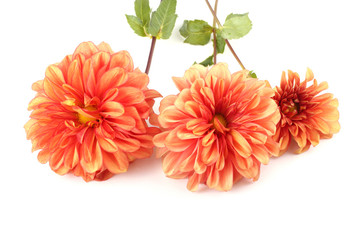 Orange dahlia flowers