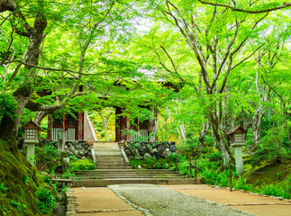 春の京都　常寂光寺