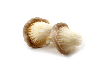 Two oyster mushrooms