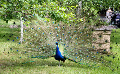 Obraz premium Peacock with open tail under the green tree in the public park