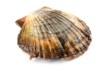 Scallop