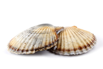 Two scallops