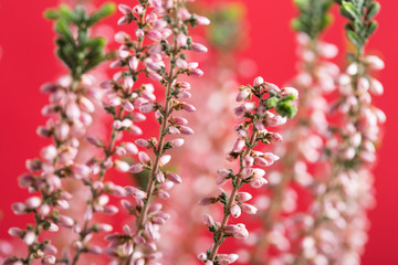 Beautiful pink heather flowers background for wedding or love greetings