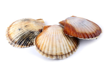 Three scallops