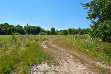 Fototapeta na wymiar dirt road in a field with trees