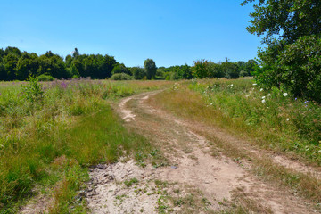 Fototapeta na wymiar dirt road in a field with trees