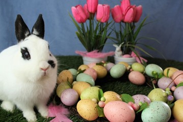 Osterhase neben dem Osternest, Easter bunny next to the easter nest