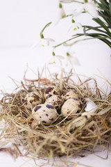 Naklejka na ściany i meble Easter composition with snowdrop flowers and a small nest with quail eggs on a white wooden background