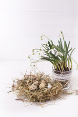 Fototapeta na wymiar Easter composition with snowdrop flowers and a small nest with quail eggs on a white wooden background