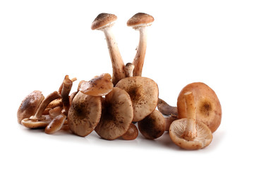 Honey agaric mushrooms