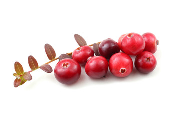 Cranberries and leaves