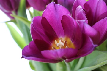Naklejka premium A triangular purple Tulip near other similar flowers on a white background. The photo can be used as an illustration or Wallpaper.