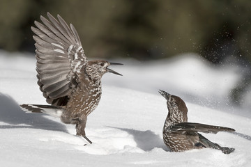 Eurasian nutcracker is fighting on snow (Nucifraga caryocatactes) 