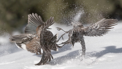 Struggle between Northern nutcracker on snow (Nucifraga caryocatactes)