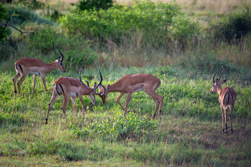 Impala serengeti national park