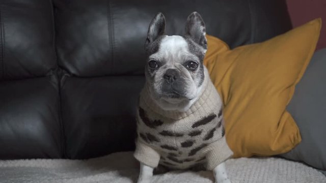 Beautiful French bulldog sitting on the sofa at home coughing and gulping in her leopard pajamas