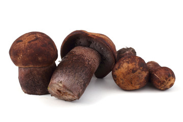 Brown boletus mushrooms