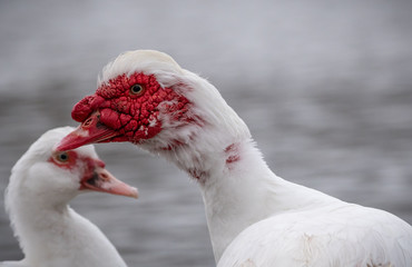 Muscovy Ente im Profil