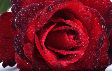 Wet red rose. Macro